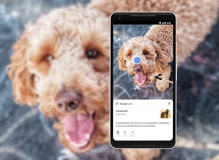 Google Assistant Can Tell Cat and Dog Breeds Using Photos